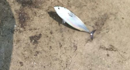 メジカ探しの旅