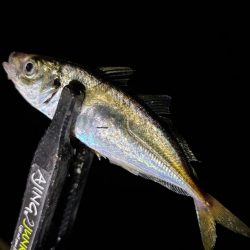 豆しか居ない〜笑笑