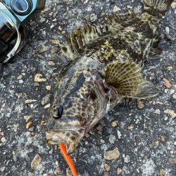 ロックフィッシュ