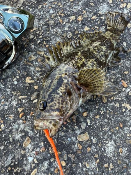 ロックフィッシュ