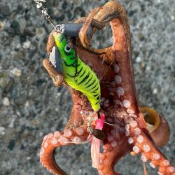 出勤前のオクトパッシング🐙