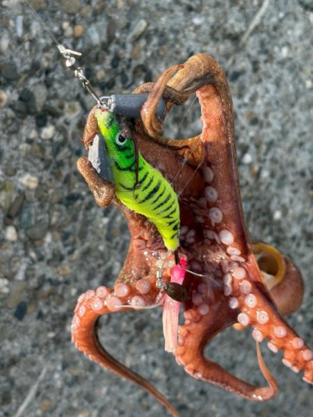 出勤前のオクトパッシング🐙