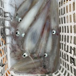 鳥取ケンサキイカ