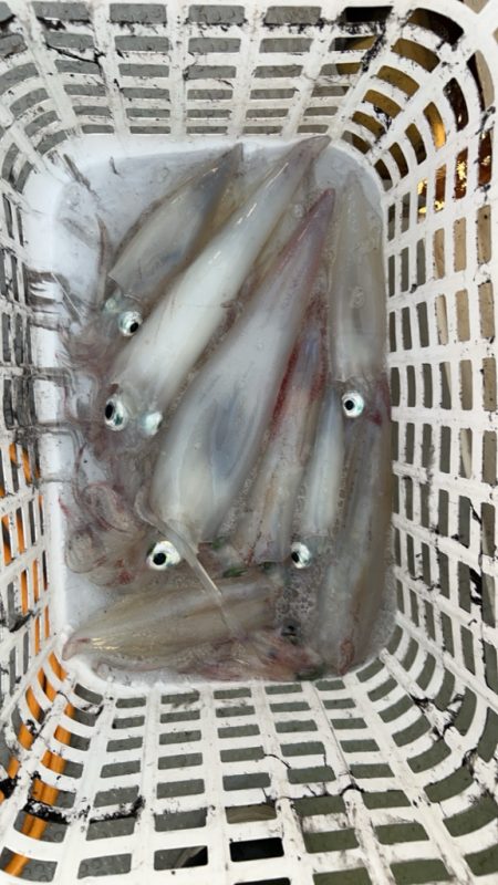 鳥取ケンサキイカ