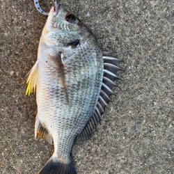 下潮でエビ撒き