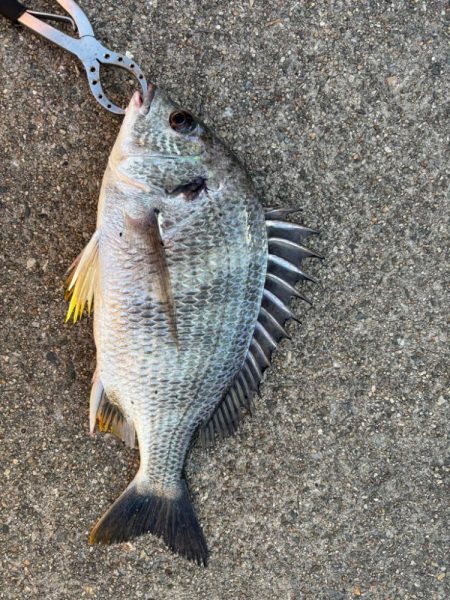 下潮でエビ撒き