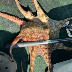 明石沖タコ釣り!自己新記録出ました!