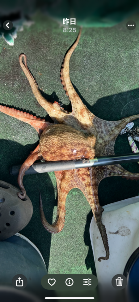 明石沖タコ釣り!自己新記録出ました!