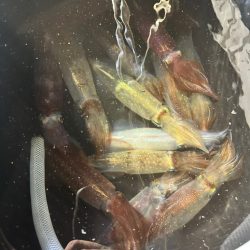 今期初イカメタル！