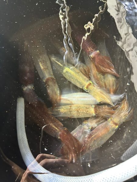 今期初イカメタル！