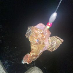 カサゴとキジハタ