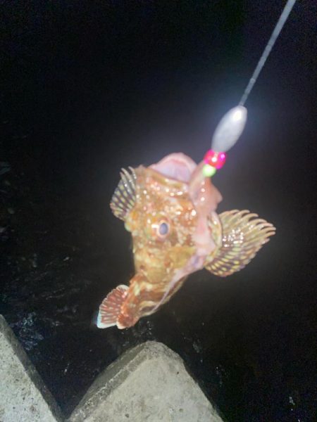 カサゴとキジハタ