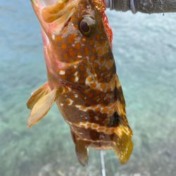 キジハタ狩り再び！