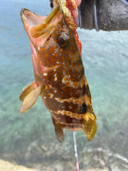 キジハタ狩り再び！