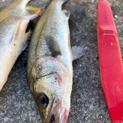 暑い中エビ撒きでセイゴ釣れました