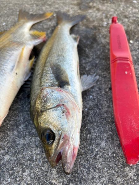 暑い中エビ撒きでセイゴ釣れました