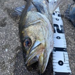 エビ撒きでスズキ釣れました