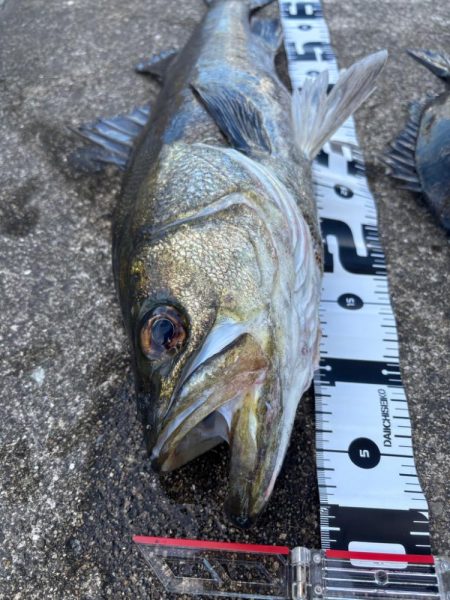 エビ撒きでスズキ釣れました