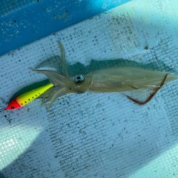 イカメタルリベンジ