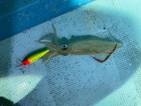 イカメタルリベンジ