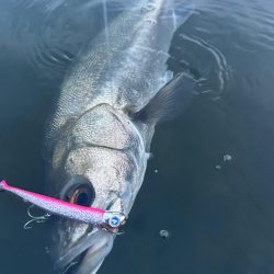 リバーシーバス