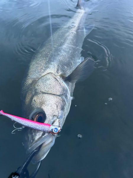 リバーシーバス