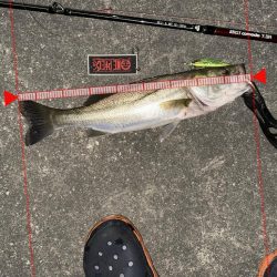 戻ってきたシーバスくん!