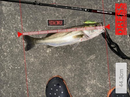 戻ってきたシーバスくん!