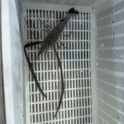 初めてのテナガエビ釣り