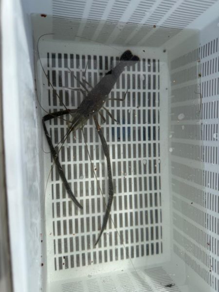 初めてのテナガエビ釣り