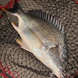 ヘチってきました