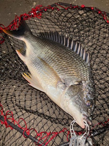 ヘチってきました