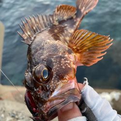 仕事前キジハタ狙い！