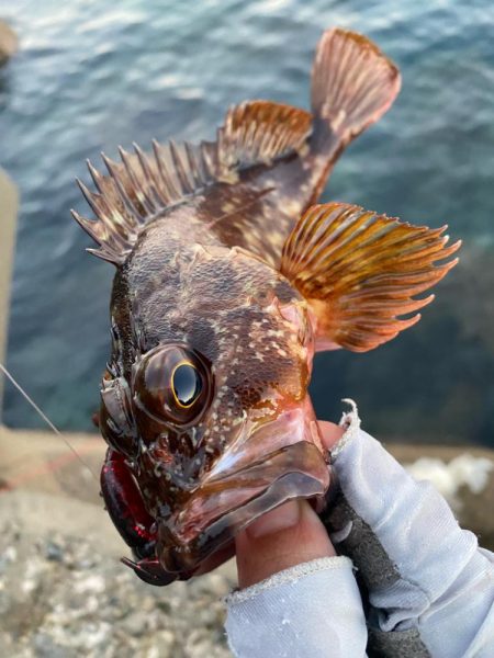 仕事前キジハタ狙い！