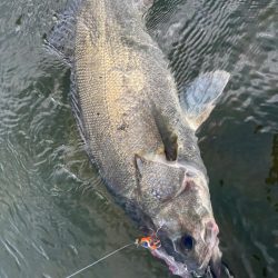 リバーシーバス