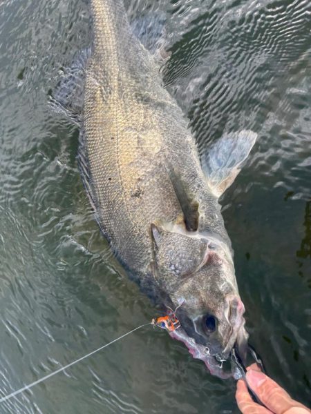 リバーシーバス