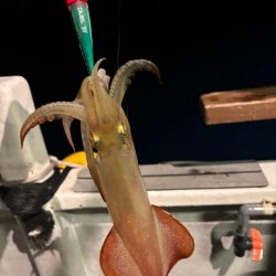 鳥取イカメタル