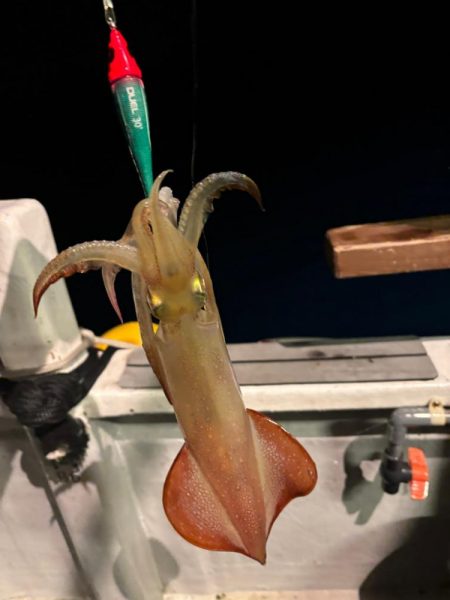 鳥取イカメタル