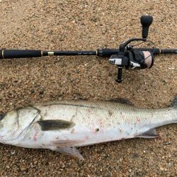 ハク、イナッコパターンシーバス