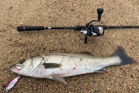 ハク、イナッコパターンシーバス