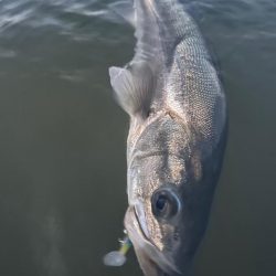 リバーシーバス