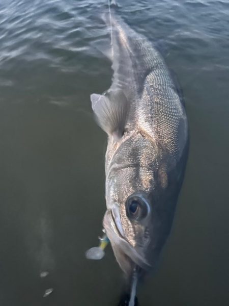 リバーシーバス