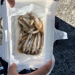 朝マヅメキス釣査