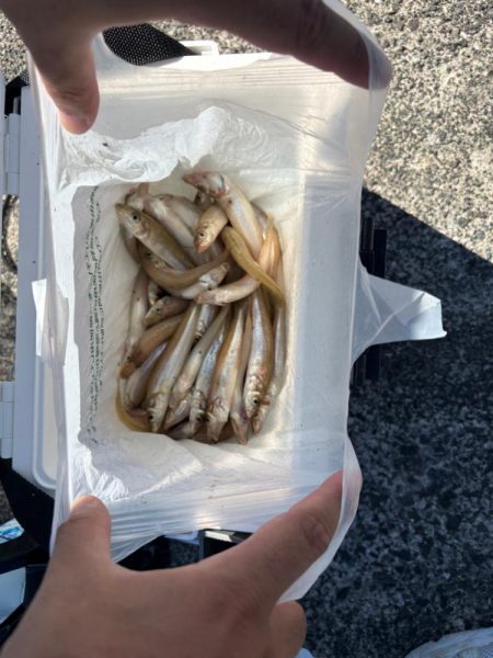 朝マヅメキス釣査