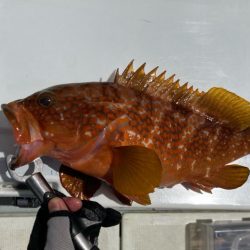 SLJで満足サイズのイサキにアコウ！