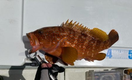 SLJで満足サイズのイサキにアコウ！