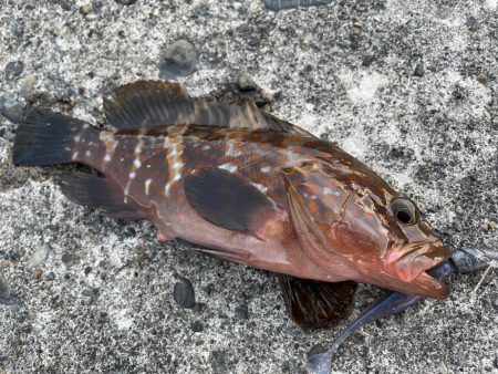 デイアコウがんばる・・・アコウ4