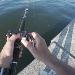 今期初のタコ…シブい