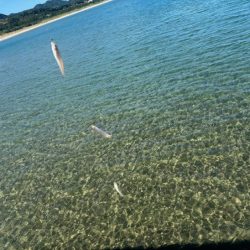 キス釣り入れ食いの爆釣！