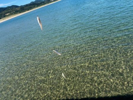 キス釣り入れ食いの爆釣！